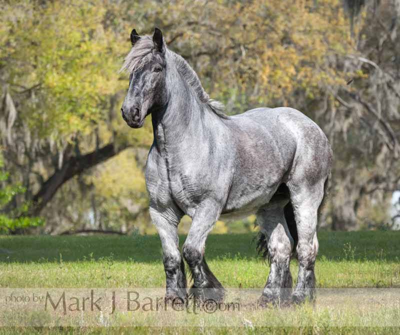 Belgian Brabant owned by Stacy Hanson @Mark J Barrett